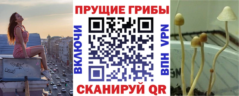 Псилоцибиновые грибы мухоморы  купить наркоту  Заозёрск 